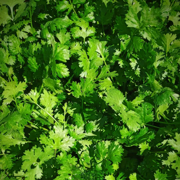 Cilantro