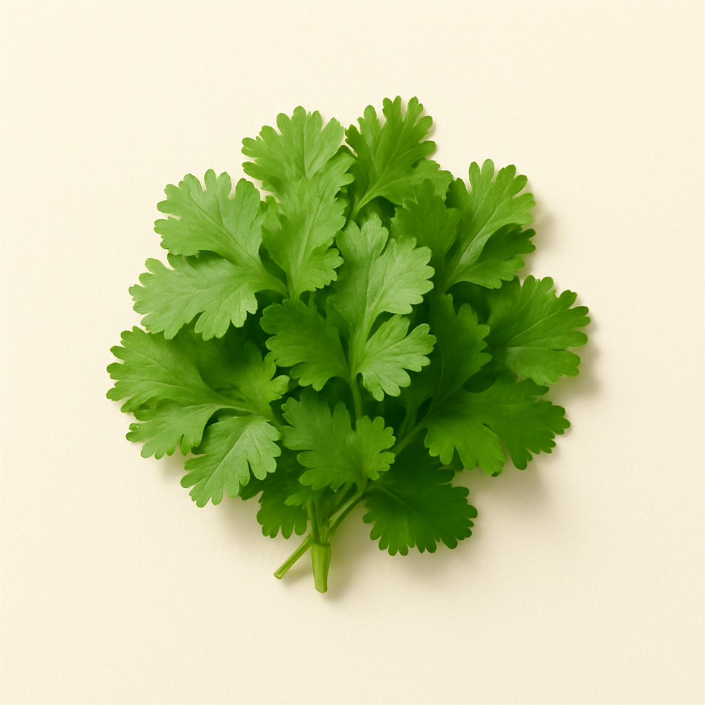 Cilantro